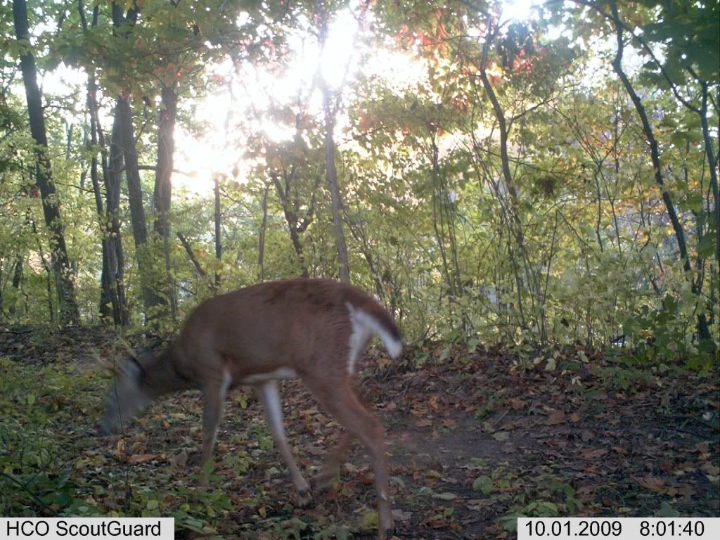 Does not seeing deer bother you? Forums